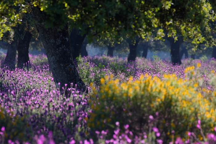 Steineichen in der Extremadura