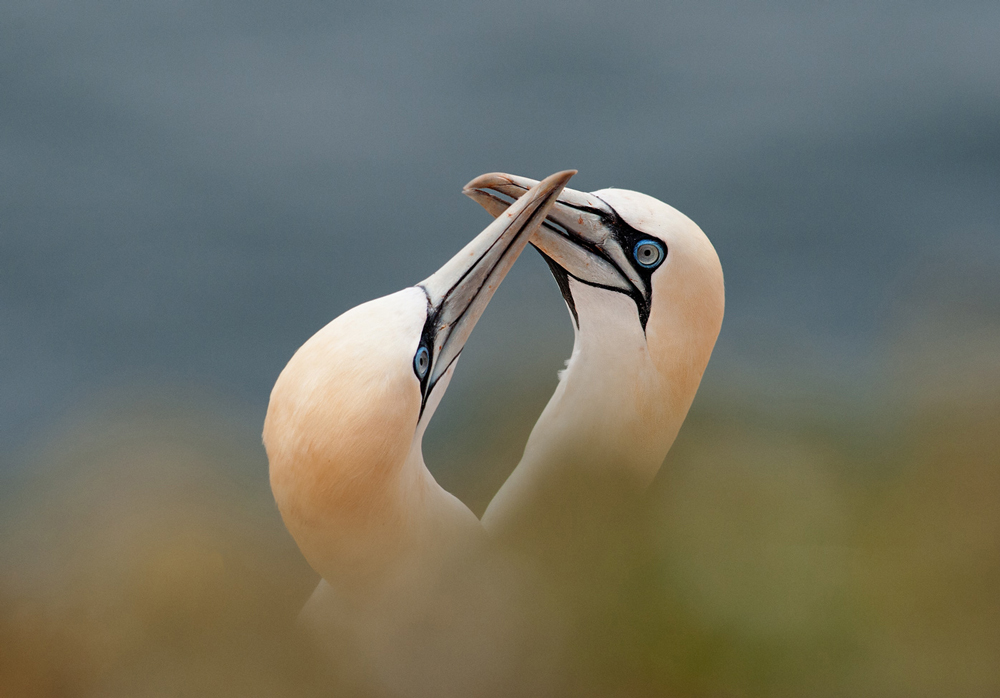 Basstölpel auf Helgoland....