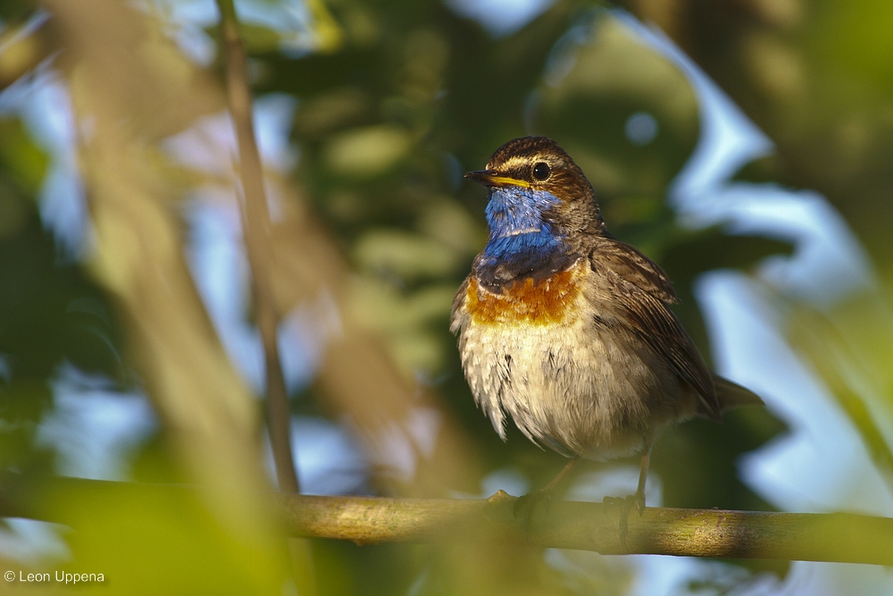 Blaukehlchen