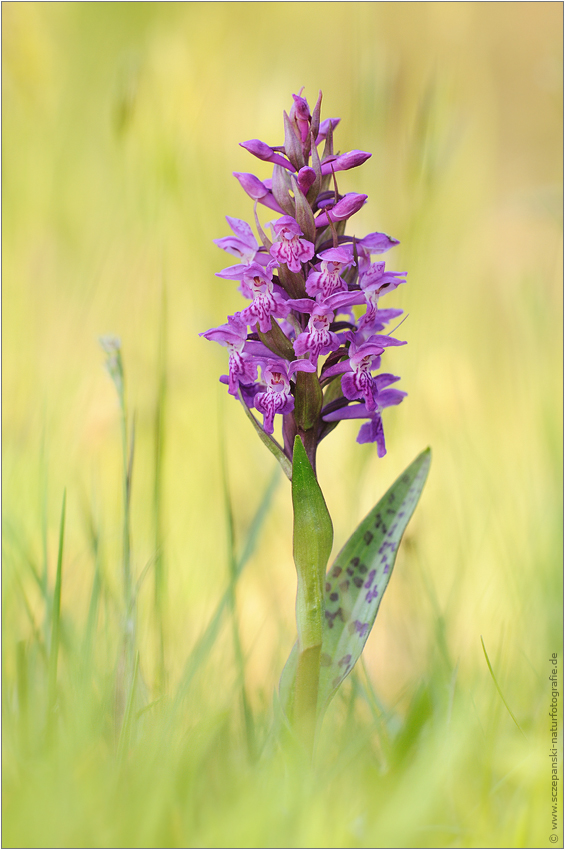 ~ Dactylorhiza majalis ~