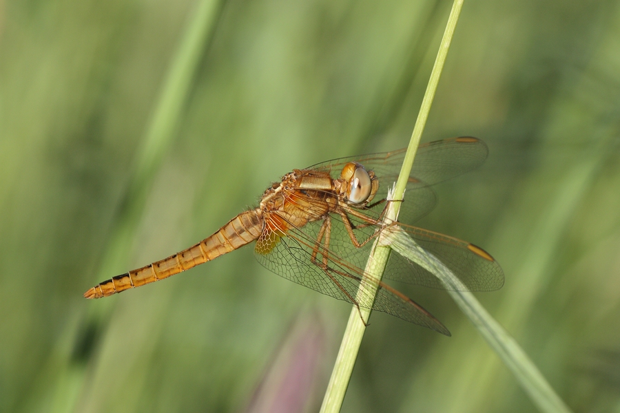 Feuerlibelle