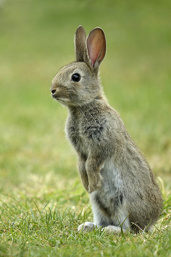 Jungkaninchen