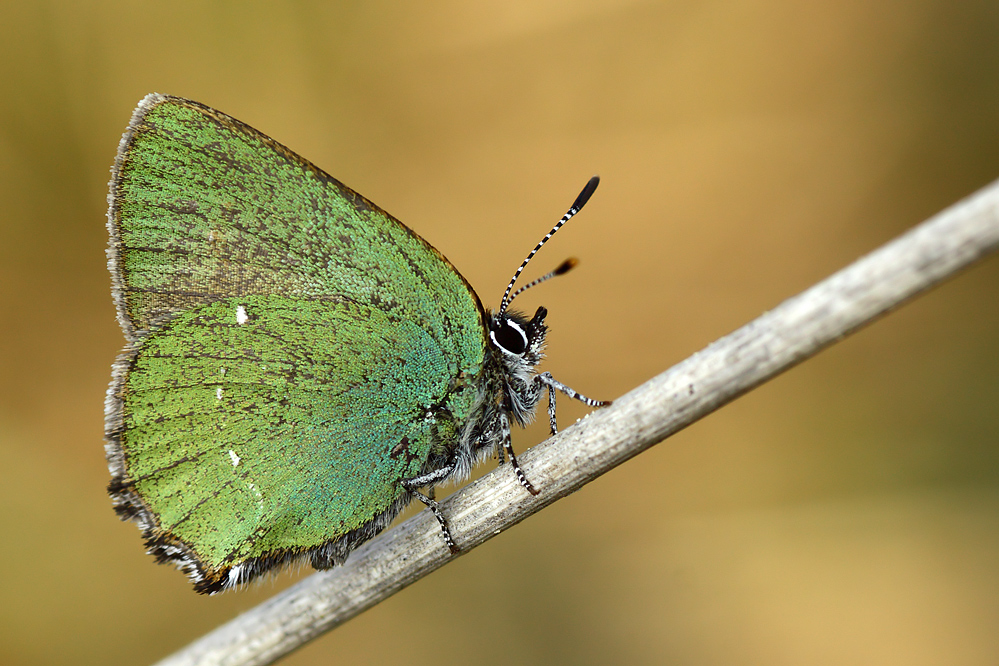 Callophrys rubi - Brombeerzipfelfalter