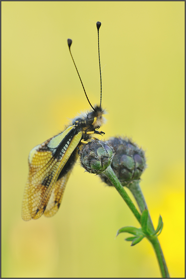 Libellen-Schmetterlingshaft Libelloides coccajus