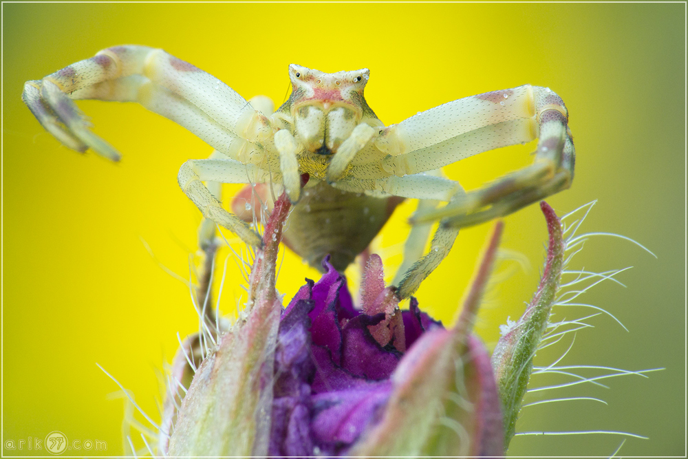 Gehöckerte Krabbenspinne - Thomisus onustus