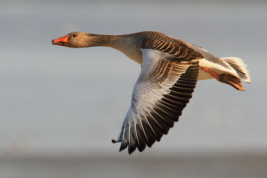 ~ Flugästhetik ~