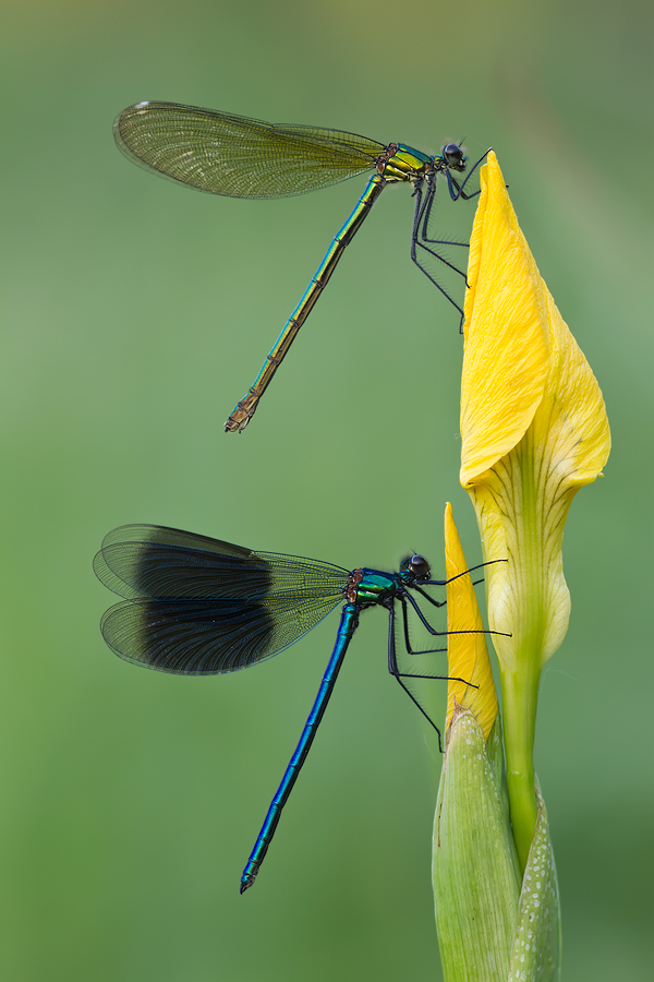 Paar der Gebänderten Prachtlibelle (Calopteryx splendens) III