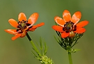 Sommer-Adonisröschen (Adonis aestivalis)