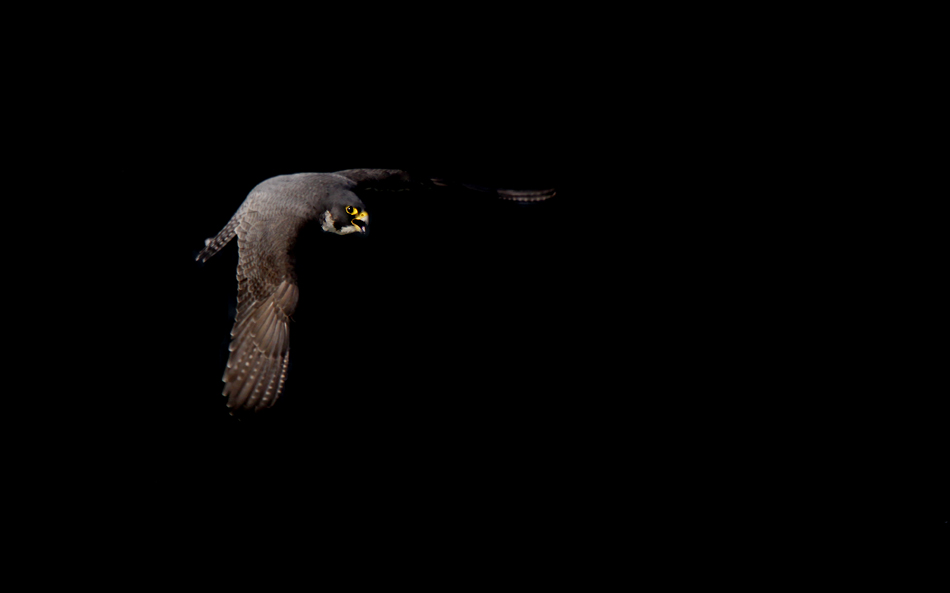 Wanderfalke..