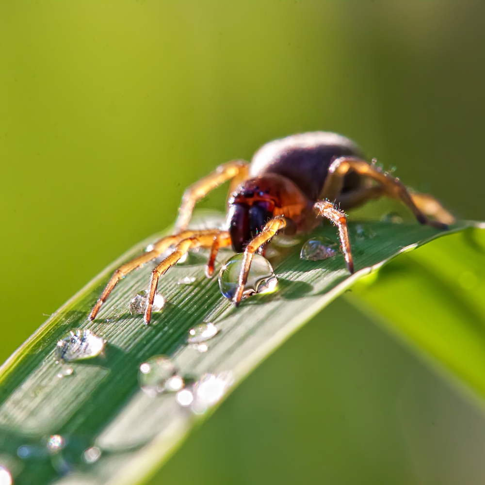 Spinne beim Trinken