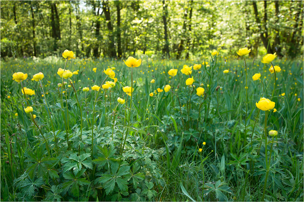 Europäische Trollblume