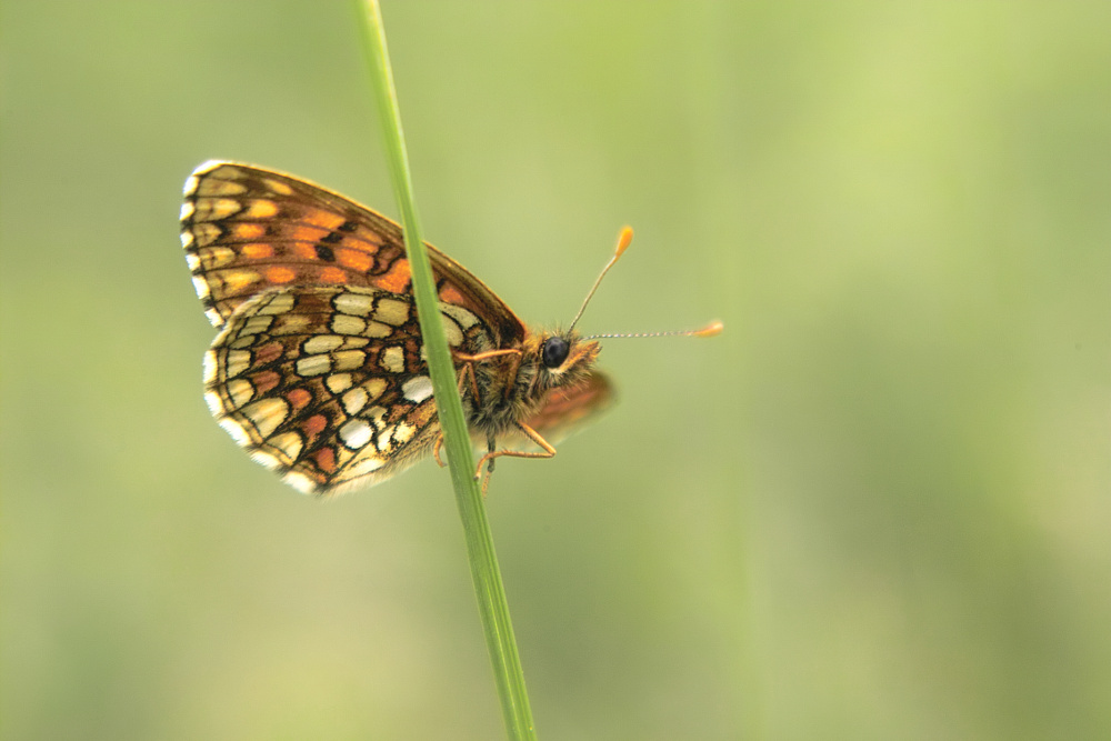 Feuriger Perlmutterfalter (Argynnis adippe)