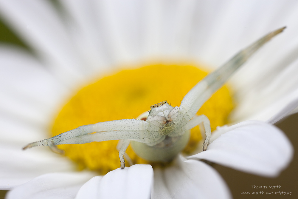 Veränderliche Krabbenspinne