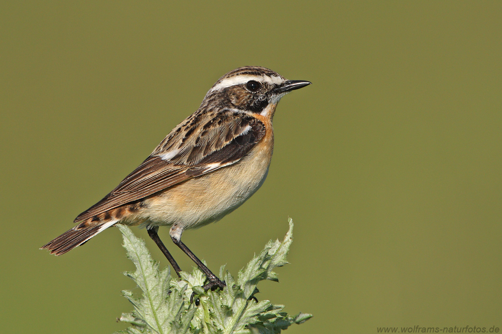 Braunkehlchen (Saxicola rubetra)