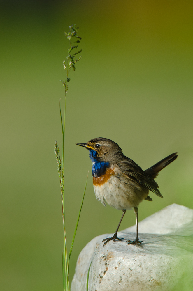 Blaukehlchen