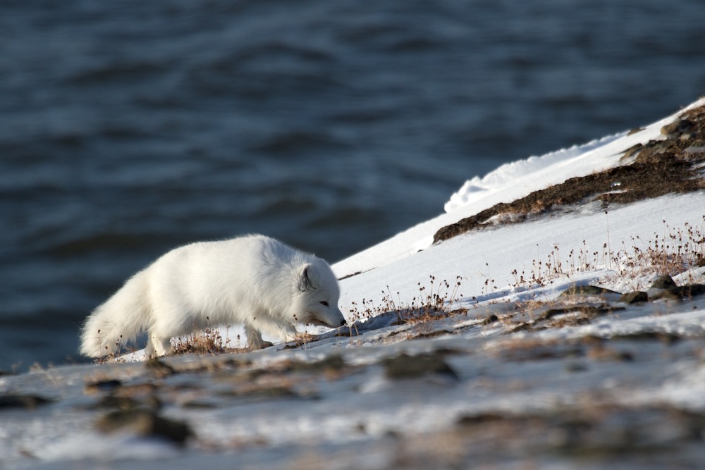 Polarfuchs