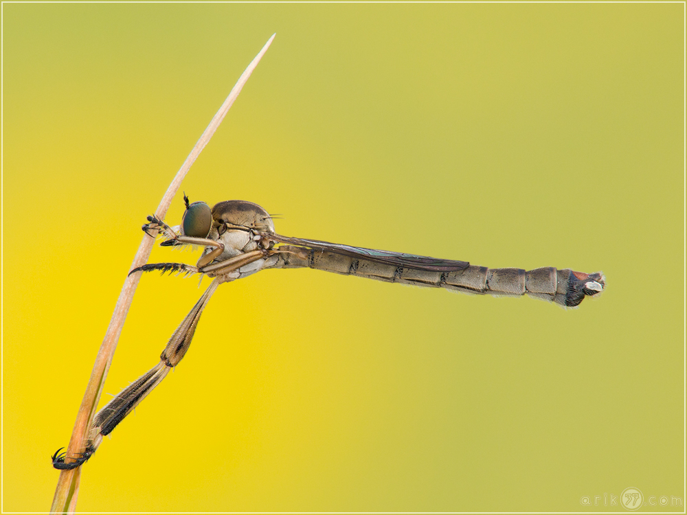 Gemeine Schlankfliege - Leptogaster cylindrica