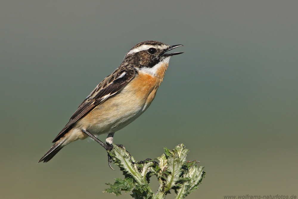 Braunkehlchen (Saxicola rubetra)