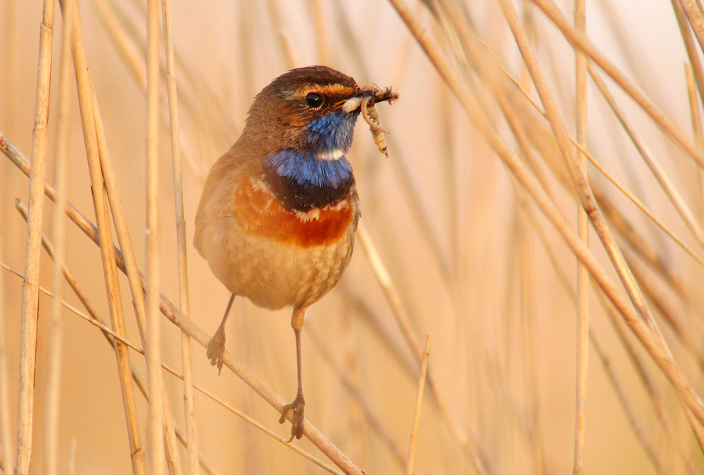 Blaukehlchen