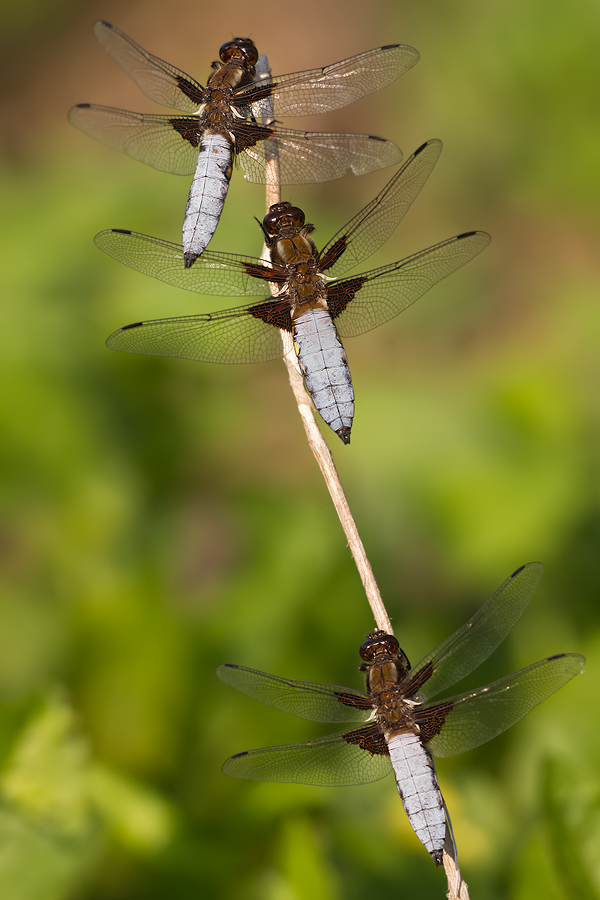 junge Plattbauch-Männchen (Libellula depressa)