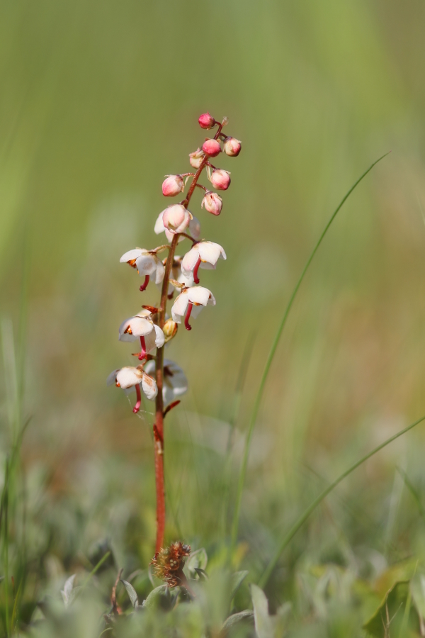 Die erste Pyrola ..