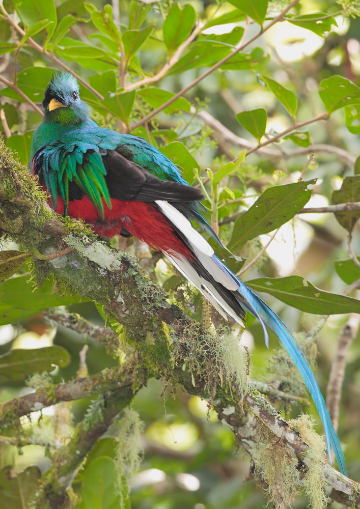 Quetzal (1)