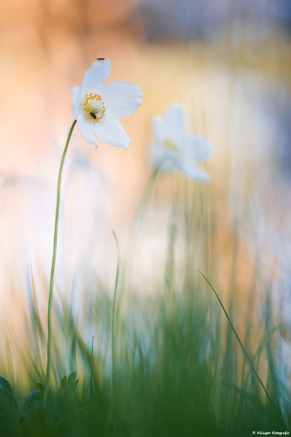 Anemone sylvestris