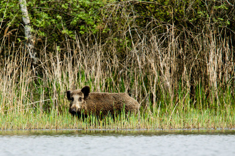 Wasserschwein?