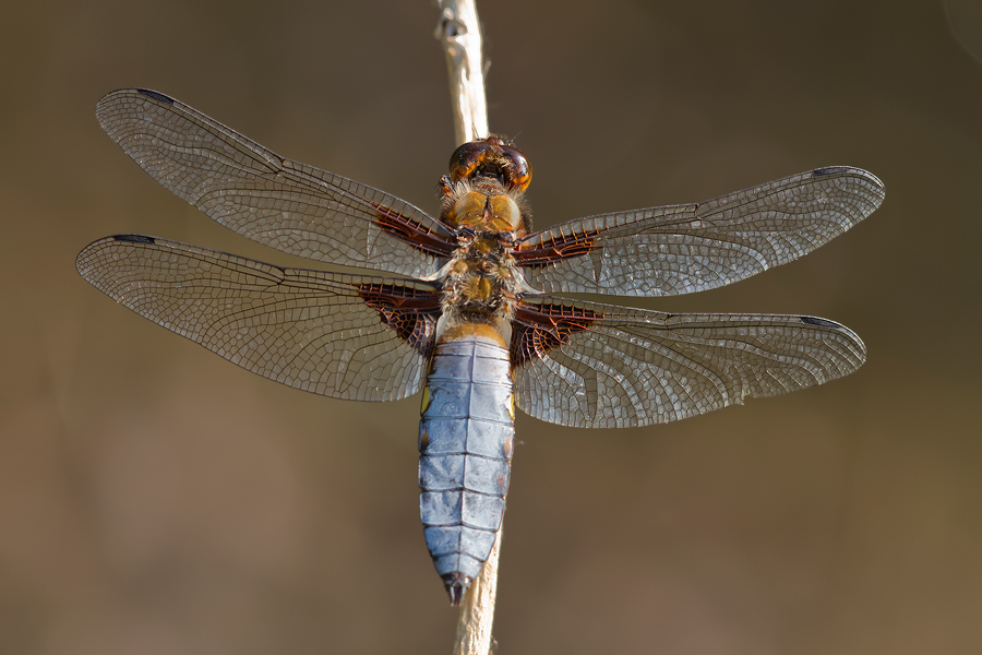 Plattbauch (Libellula depressa), Männchen