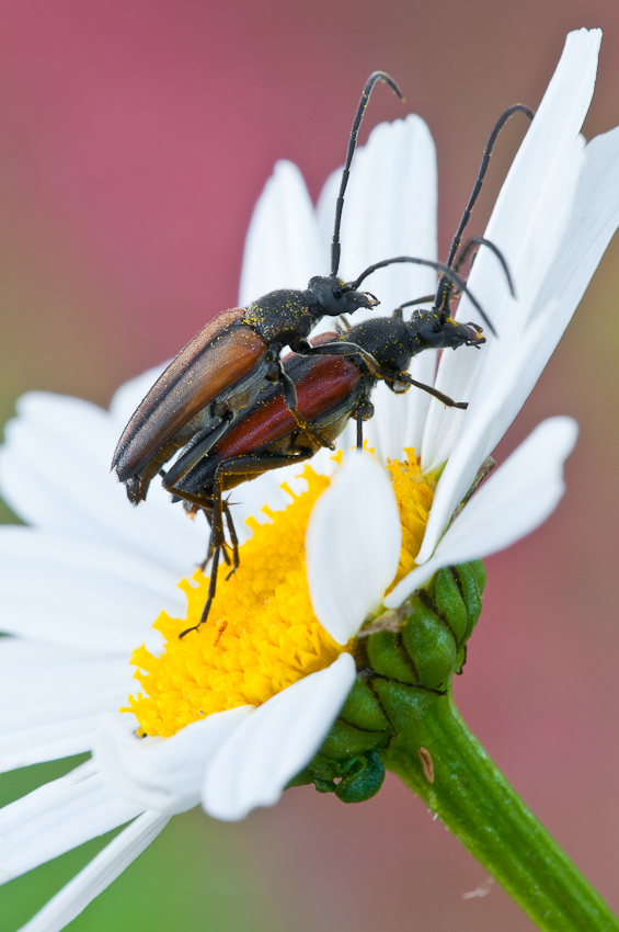 Stenurella melanura