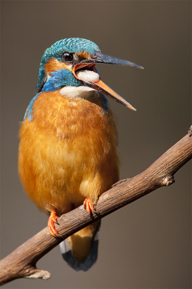 Eisvogel mit Speiballen