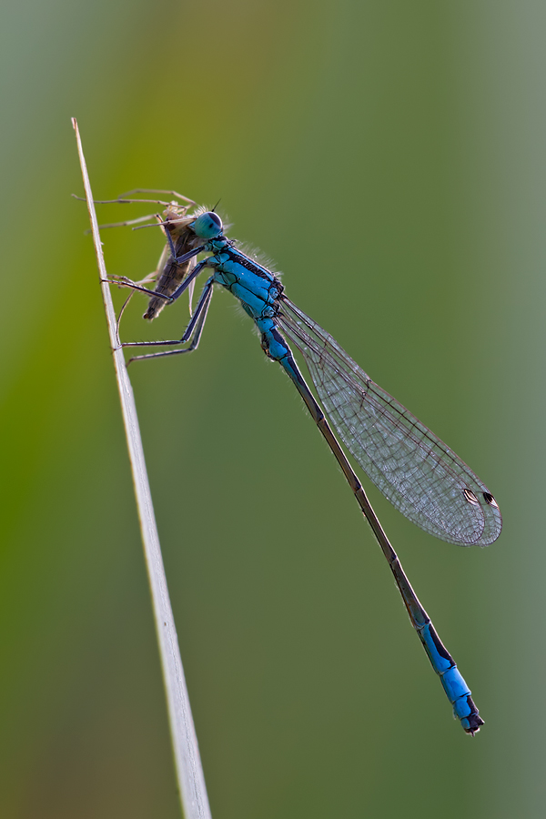 Große Pechlibelle (Ischnura elegans) mit Beute