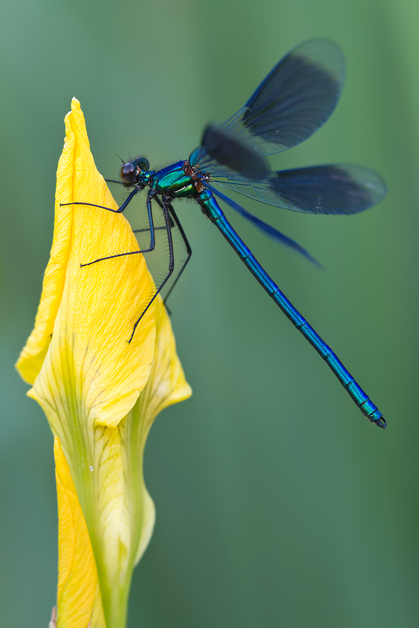 Männchen der Gebänderten Prachtlibelle (Calopteryx splendens)