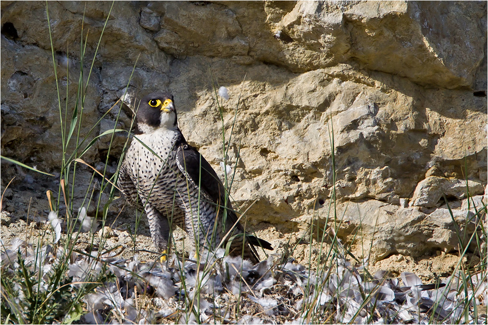 Wanderfalke am Rupfplatz