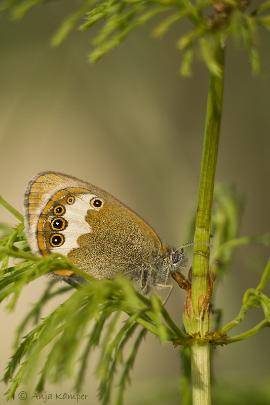 ...Coenonympha arcania...