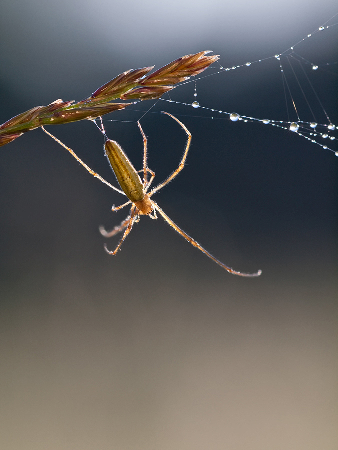 Strecker- Spinne