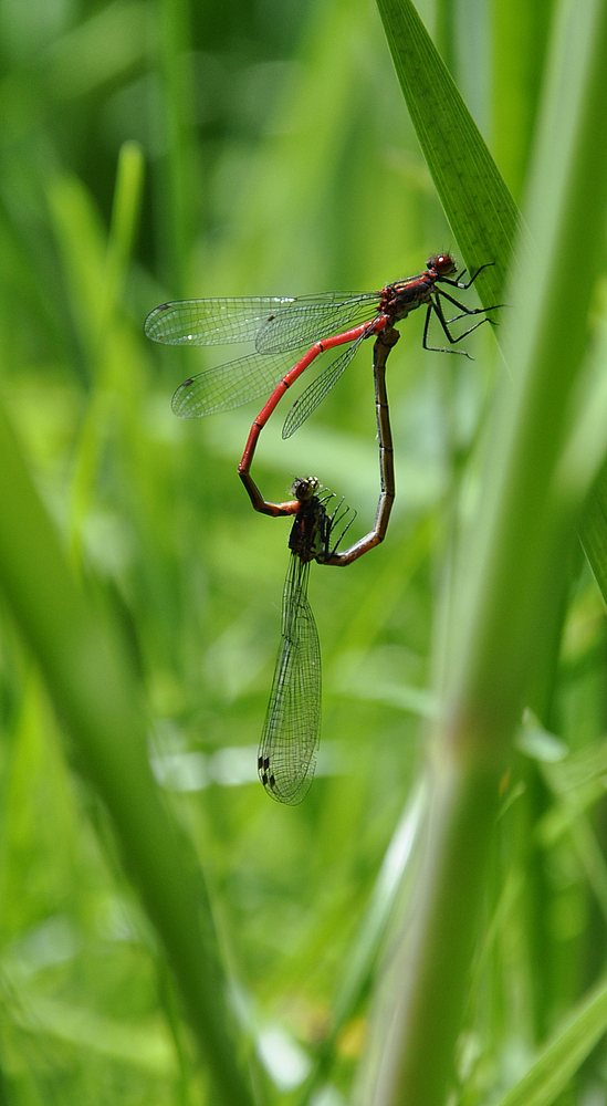 Paarungsrad Scharlachlibelle (Ceriagrion tenellum)???
