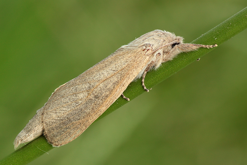 Phragmataecia castaneae - Rohrbohrer