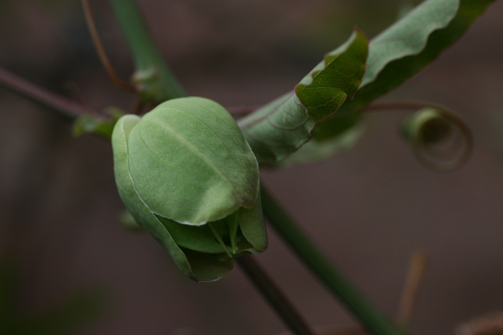 Knospe einer Passionsblume