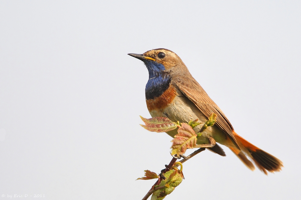 Der Wächter  (Luscinia svecica)