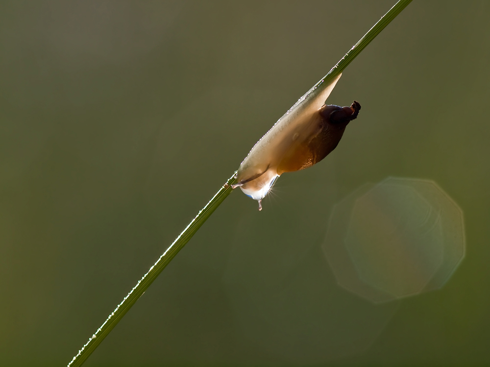 Die LED- Schnecke