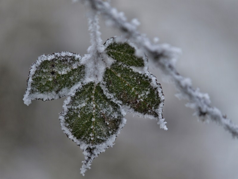 Blatt im Winter