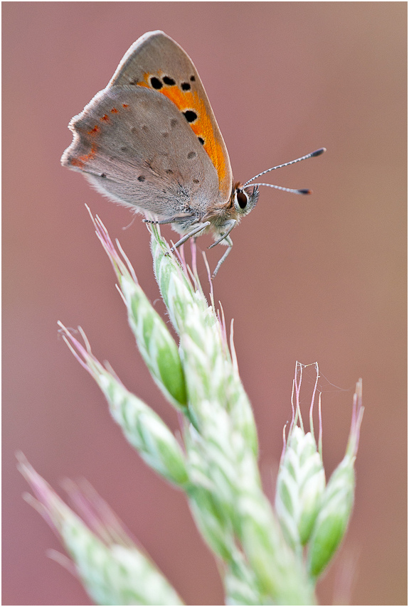 Lycaena phlaeas