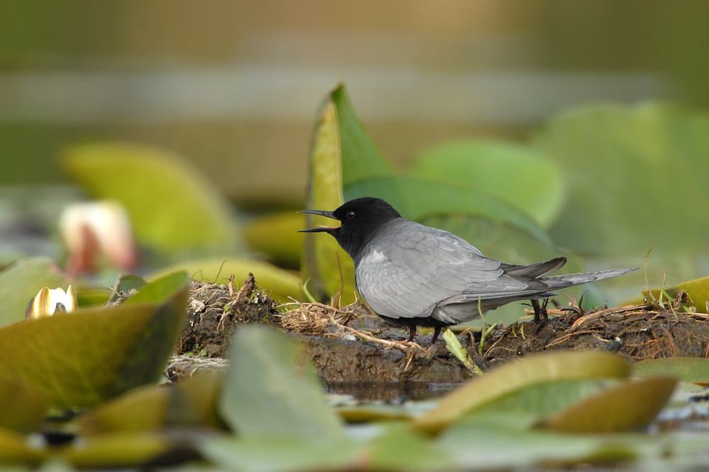 Black Tern