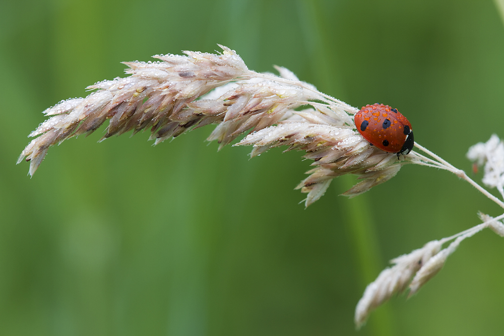 Coccinella septempunctata