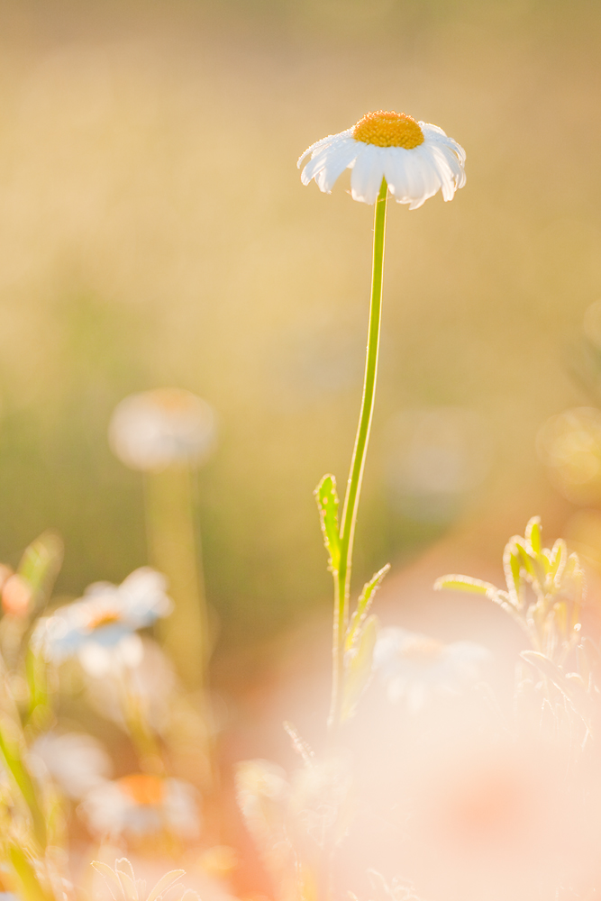 Margarite am Morgen