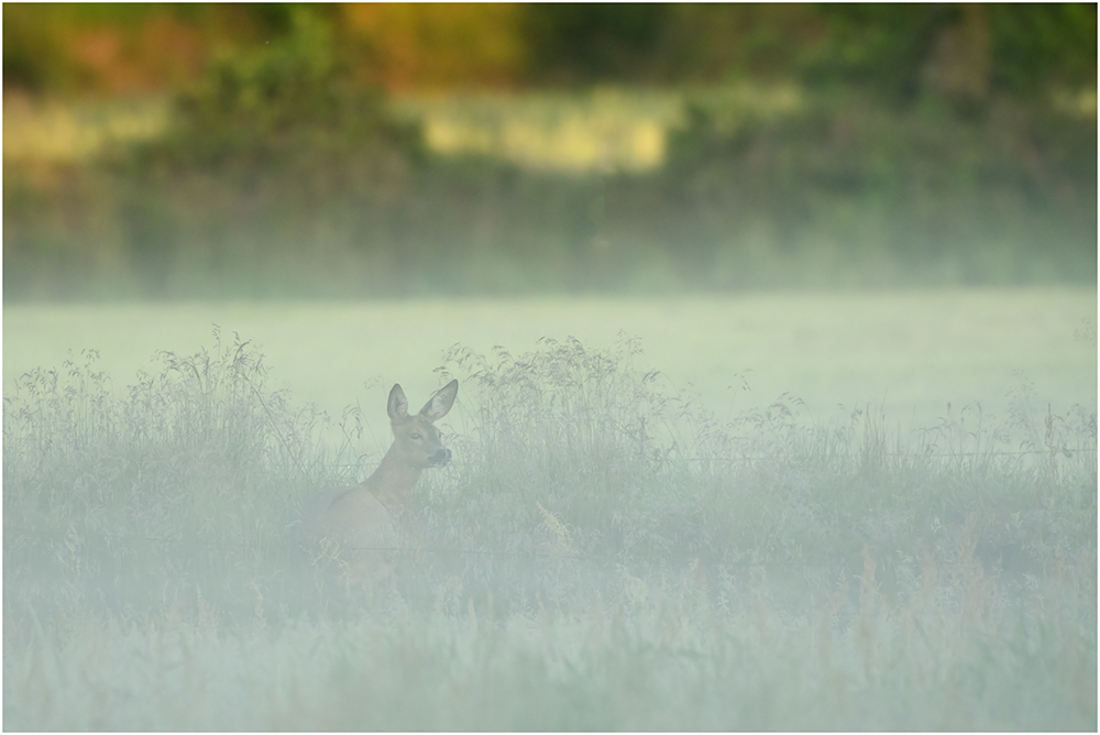 Morgennebel
