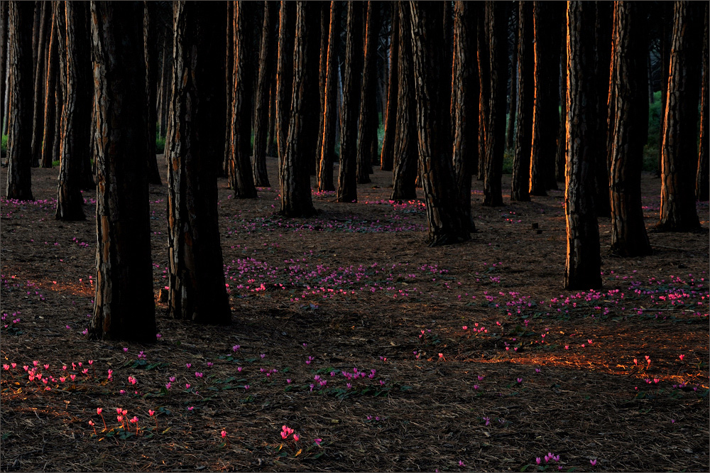 ~ Abendglühen im Pinienwald ~