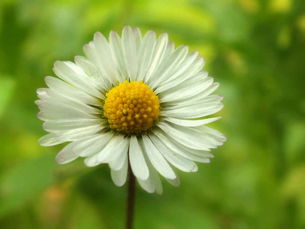 Gänseblümchen (Forum für Naturfotografen)