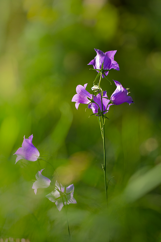 Glockenblume